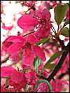 Prairifire Crabapple